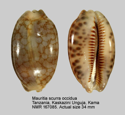 Mauritia scurra occidua.jpg - Mauritia scurra occidua C.P.Meyer & Lorenz,2017